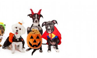 Three tips to tell you how to Choose the Right Size of Costume? Three tips to tell you how to Choose the Right Size of Costume?